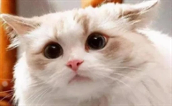 Do hairball remedies for cats really work?