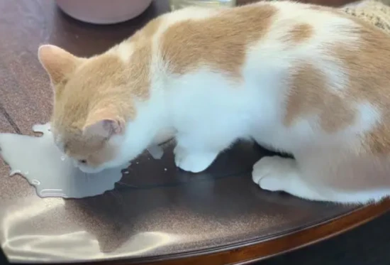 Can cats drink goat milk?