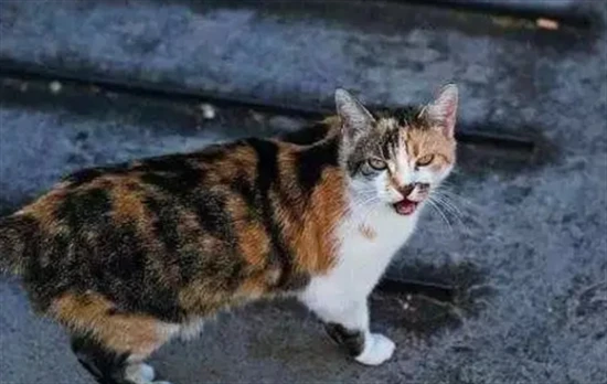 Can male cats be spayed/neutered during their heat cycle?