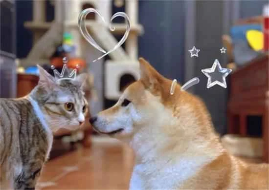 Which loves its owner more, a cat or a dog?