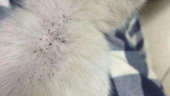 What should I do if there are small black spots on my cat's fur when I part it?