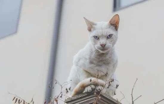 Why do cats become lethargic after receiving feline triple vaccine?