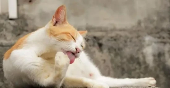 Does a cat that keeps licking its fur have worms?