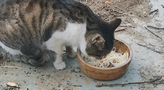 Can cats eat noodles?