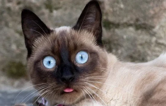 Things to note when raising a Siamese cat