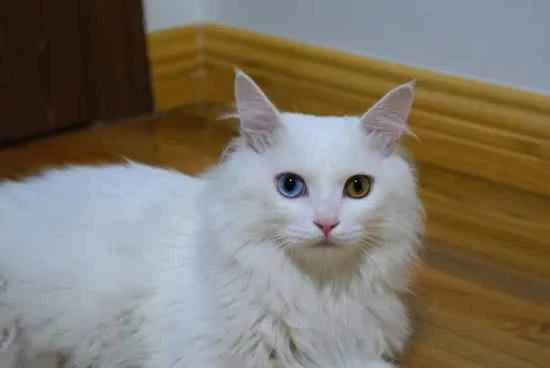 Can cats eat dragon fruit?