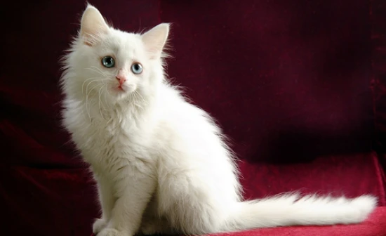 My 10-day-old kitten won't poop even after its anus has been stimulated.