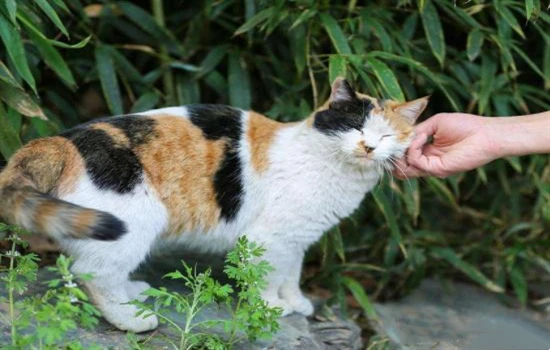 Why do cats get black chin? And what should you do if your cat has black chin?