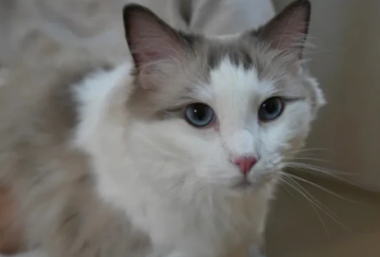 小奶猫吃什么食物比较好