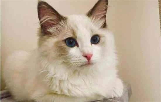 What are the habits of Ragdoll cats?