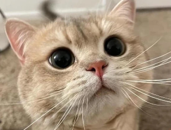 Why is the cat meowing so loudly?