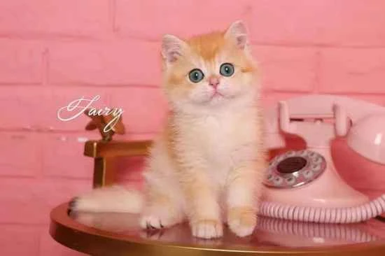 Do cats still have worms on them after deworming?