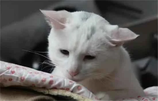 What causes a cat to vomit after eating cat food?