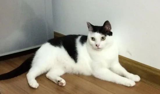 Do cats hibernate in winter? How do cats survive the winter?