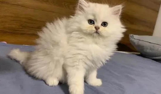 It's normal for cats to have black spots on their noses.