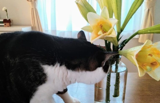 Plants that cats should not touch