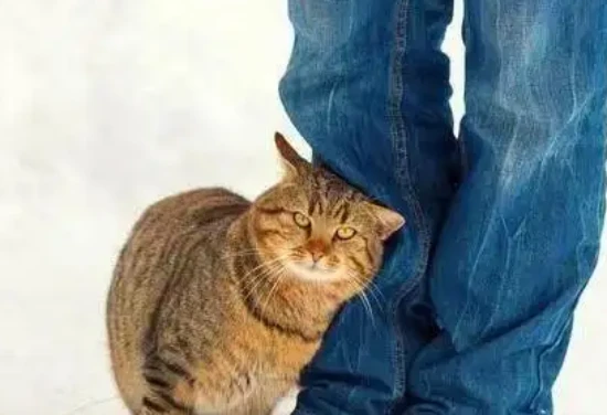 Why does my cat keep shaking its paws?