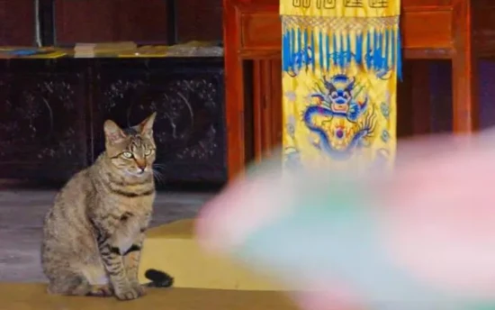 What does the cat represent in Taoism?