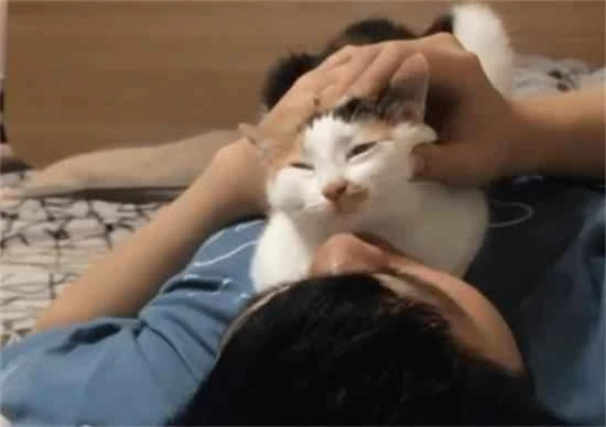 Cats that miss their owners will exhibit these 7 behaviors