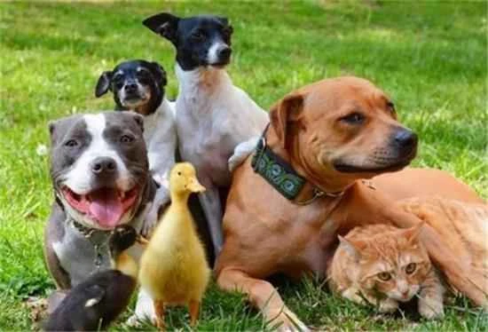 Comparison of cats' and dogs' sense of smell