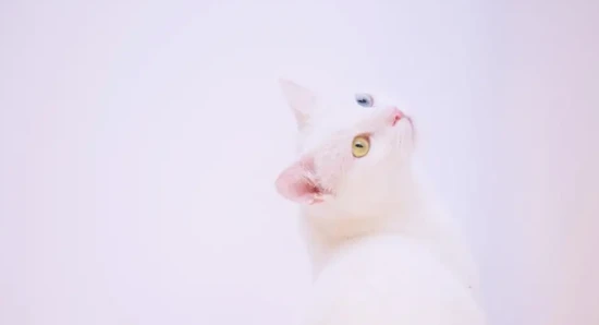 9 Foods That Are Very Delicious for Cats