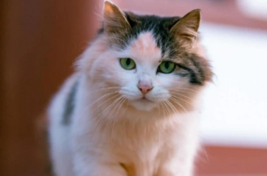 Five levels of a cat's love for you, the last one is true love.