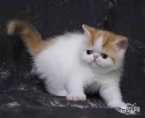 Do cats need hairball remedy?