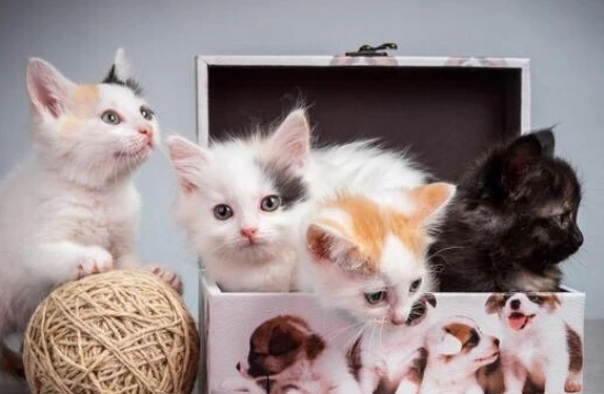 What's the best name for a cat to attract wealth and prosperity?