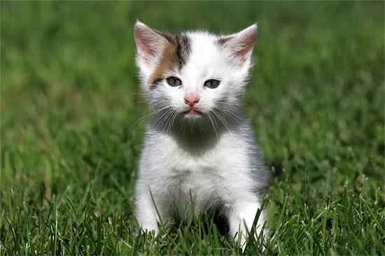 Is your cat licking its mouth and refusing to eat because the cat food you're giving it is unsuitable?