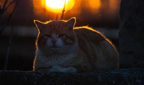 What to do if your cat meows at night