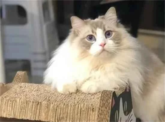 “性格温顺”的几种猫，家里有娃也很适合养！