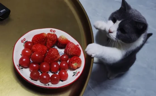 Fruits that cats can eat