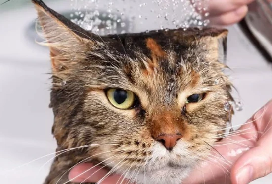 What should I do if my cat has reddish-brown tear stains?