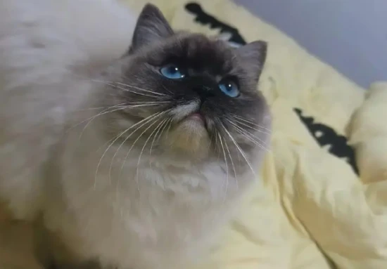 What are the consequences of cutting a cat's whiskers?