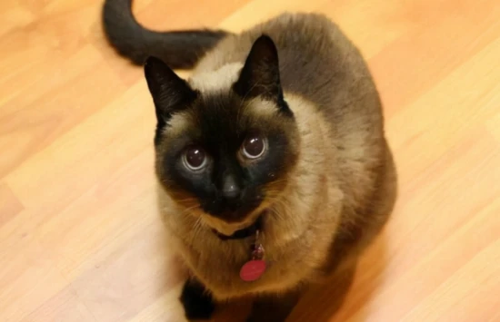 How long do Siamese cats live?