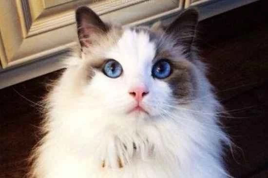 How many kilograms is one liter of cat litter?