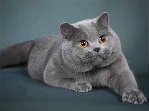 Will stray cats freeze to death in winter?