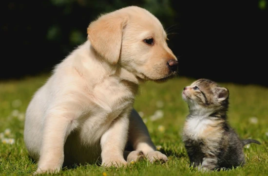 Can I keep cats and dogs together?