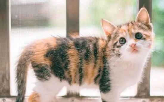 Catnip growing season