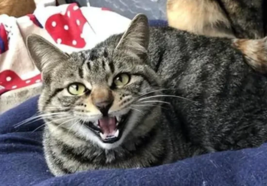 Is it true that cats can't be tamed?