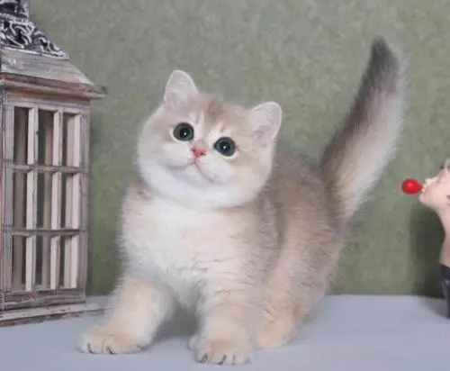 What to do about cats shedding in the spring?