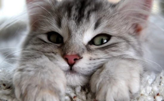 How much does it usually cost to transport a cat?