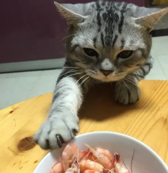 Can cats eat shrimp heads?