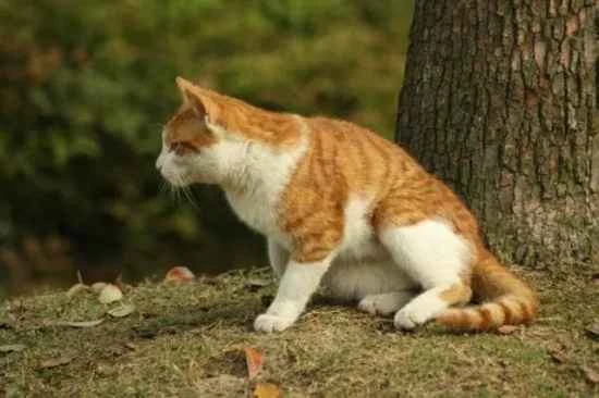 Why do kittens have tear stains?