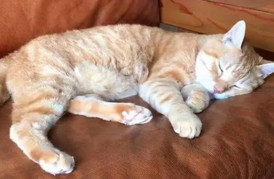 What causes a cat to twitch while sleeping?