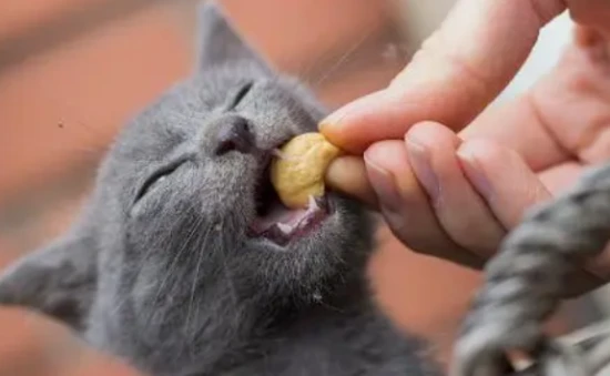 Can cats eat walnuts?