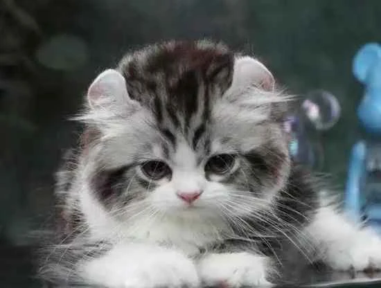 What causes excessive eye discharge in cats?