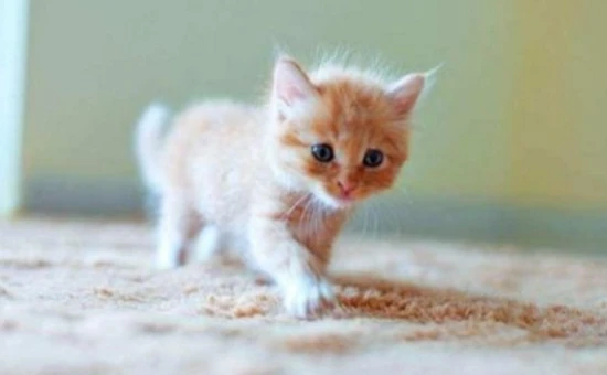 Can kittens eat corn-flavored ham sausages?