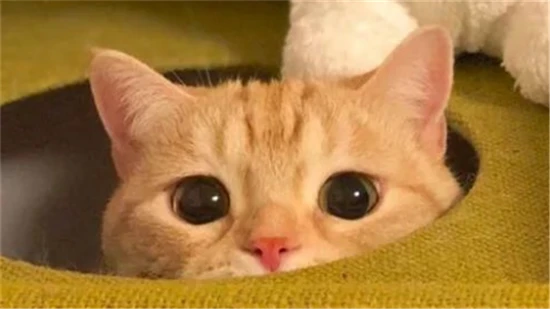 What to do if your cat vomits hairballs?