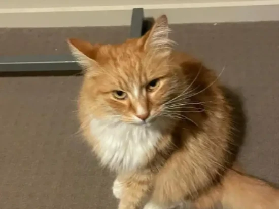 What causes feline seizures?